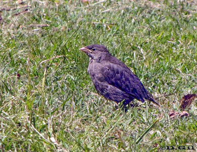 TORDO COMÚN (Molothrus bonariensis) - (Pichon) Jardin Botánico-MONTEVIDEO (Octubre 2009)